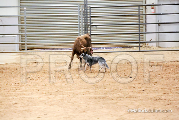 Herding Thur #302C Course A Cattle Joey Gerri-JJJ_3951-HR3