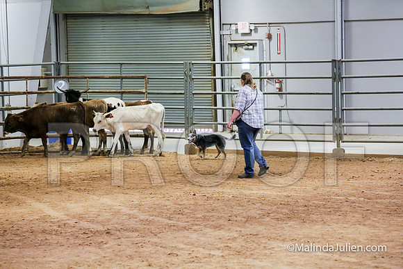 Herding Thur #302C Course A Cattle Joey Gerri-JJJ_3954-HR3