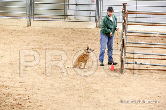 Herding Thur #303C Course A Cattle Tombi Tracy-JJJ_3973-HR3