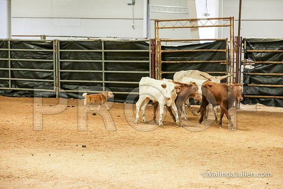 Herding Thur #303C Course A Cattle Tombi Tracy-JJJ_3977-HR3
