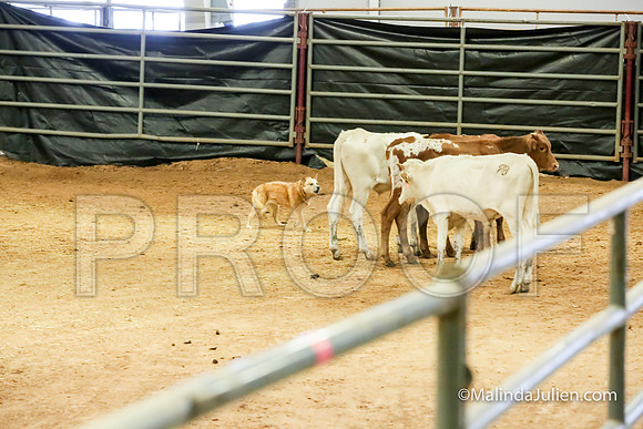 Herding Thur #303C Course A Cattle Tombi Tracy-JJJ_3981-HR3