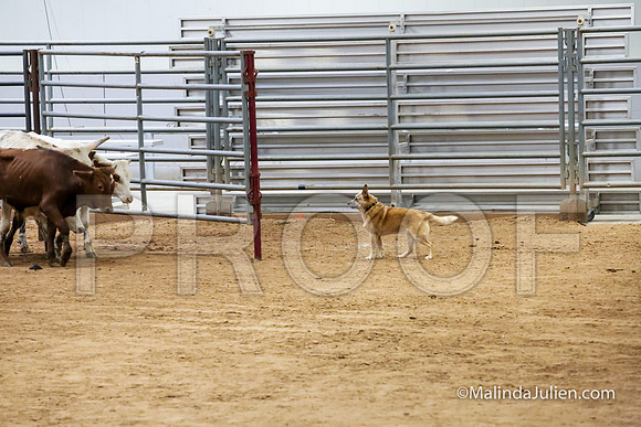 Herding Thur #303C Course A Cattle Tombi Tracy-JJJ_3994-HR3