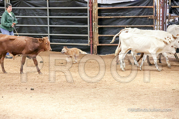 Herding Thur #303C Course A Cattle Tombi Tracy-JJJ_3997-HR3