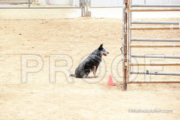 Herding Thur #304C Course A Cattle Envy Angelia-JJJ_4057-HR3