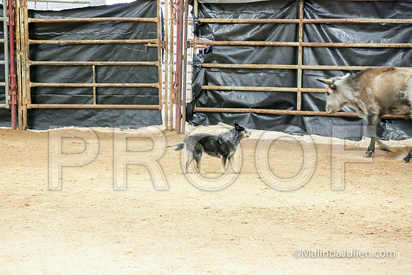 Herding Thur #304C Course A Cattle Envy Angelia-JJJ_4060-HR3