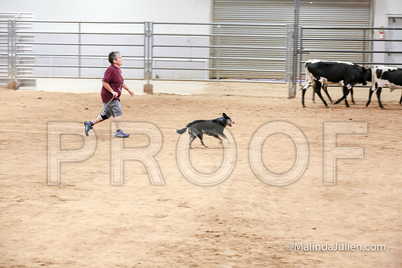 Herding Thur #304C Course A Cattle Envy Angelia-JJJ_4066-HR3