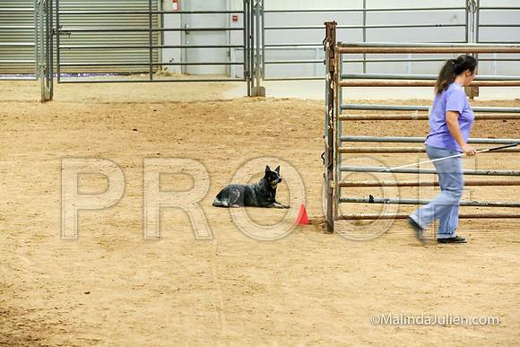 Herding Thur #305C Course A Cattle Molly Ida-JJJ_4086-HR3