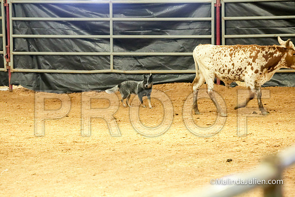 Herding Thur #305C Course A Cattle Molly Ida-JJJ_4096-HR3