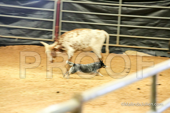 Herding Thur #305C Course A Cattle Molly Ida-JJJ_4098-HR3