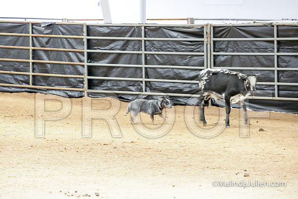 Herding Thur #306C Course A Cattle Trusty Brooks Ludwig-JJJ_4153-HR3