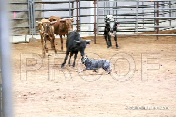 Herding Thur #306C Course A Cattle Trusty Brooks Ludwig-JJJ_4160-HR3