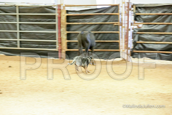 Herding Thur #306C Course A Cattle Trusty Brooks Ludwig-JJJ_4163-HR3