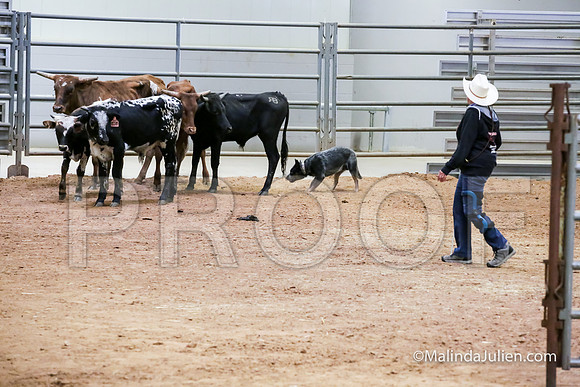 Herding Thur #306C Course A Cattle Trusty Brooks Ludwig-JJJ_4177-HR3