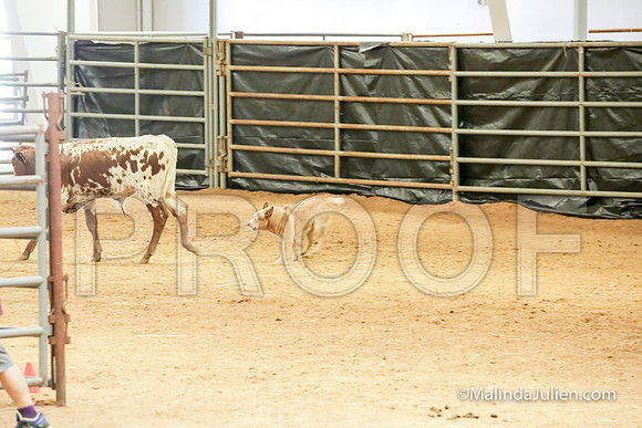 Herding Thur #308C Course A Cattle Jeckyl Angelia-JJJ_4338-HR3