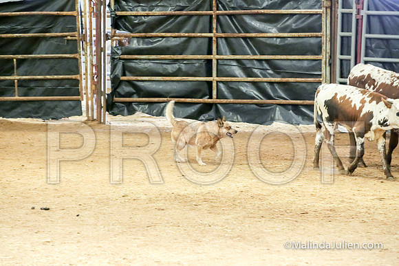 Herding Thur #308C Course A Cattle Jeckyl Angelia-JJJ_4345-HR3