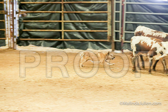 Herding Thur #308C Course A Cattle Jeckyl Angelia-JJJ_4346-HR3