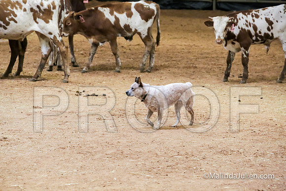 Herding Thur #309C Course A Cattle Katniss Debra-JJJ_4395-HR3