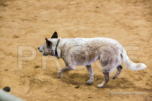 Herding Thur #309C Course A Cattle Katniss Debra-JJJ_4408-HR3
