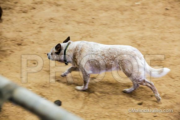 Herding Thur #309C Course A Cattle Katniss Debra-JJJ_4409-HR3