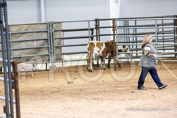 Herding Thur #309C Course A Cattle Katniss Debra-JJJ_4415-HR3