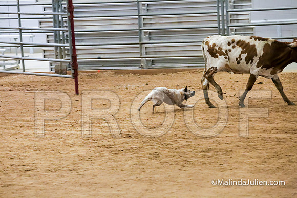 Herding Thur #309C Course A Cattle Katniss Debra-JJJ_4418-HR3