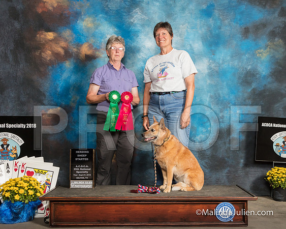 ACD #304S Thur Herding Int 2 Tracy Smith Judge Cynthia Knowlton-SSR_2595-HR3