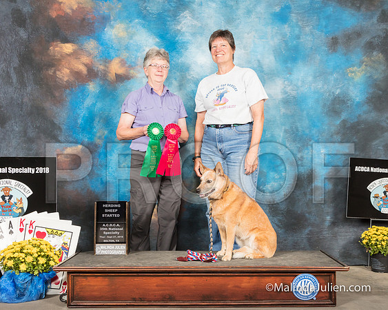 ACD #304S Thur Herding Int 2 Tracy Smith Judge Cynthia Knowlton-SSR_2597-HR3