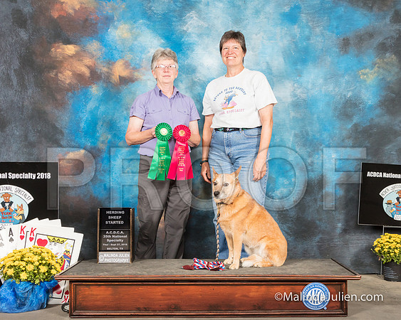 ACD #304S Thur Herding Int 2 Tracy Smith Judge Cynthia Knowlton-SSR_2598-HR3