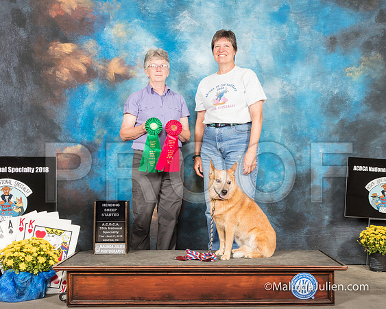 ACD #304S Thur Herding Int 2 Tracy Smith Judge Cynthia Knowlton-SSR_2600-HR3