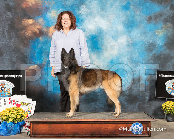 Belgian Tervuren Kolby 2 Narda Reed-SSR_2605-HR3