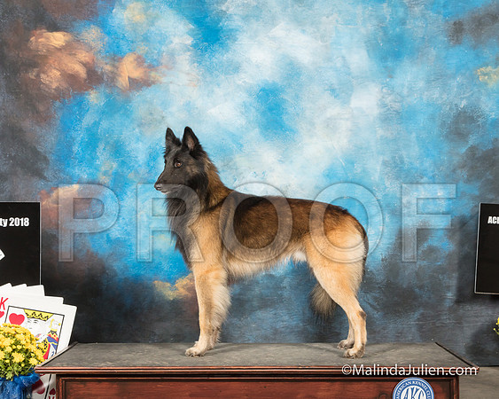 Belgian Tervuren Narda Reed Kolby-SSR_2573-HR3