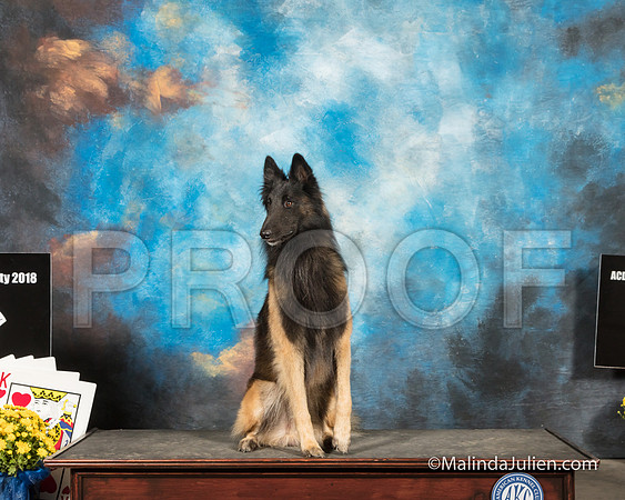 Belgian Tervuren Narda Reed Kolby-SSR_2576-HR3