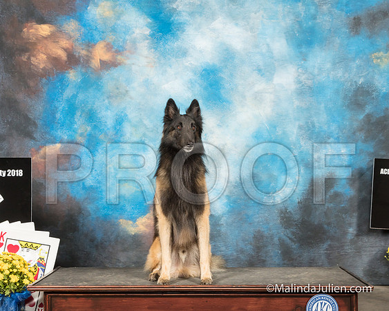 Belgian Tervuren Narda Reed Kolby-SSR_2580-HR3