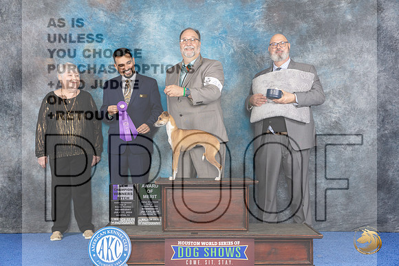 Italian Greyhound #46 WED WB AOM NC Judge Joao Machado__JP_6652_Houston_2024_HR3