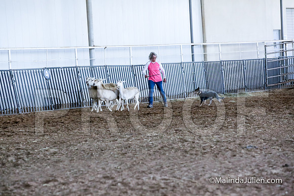 ACD #203s Thur Herding Sheep Iris Ellen Rowe-JJJ_5363-HR3