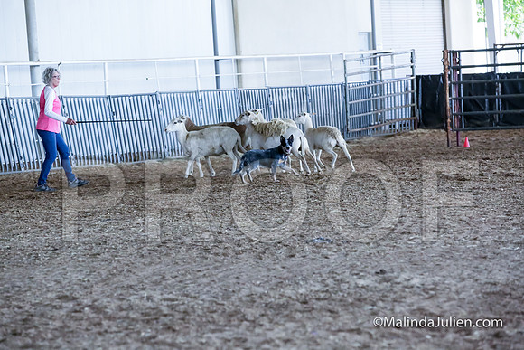 ACD #203s Thur Herding Sheep Iris Ellen Rowe-JJJ_5370-HR3