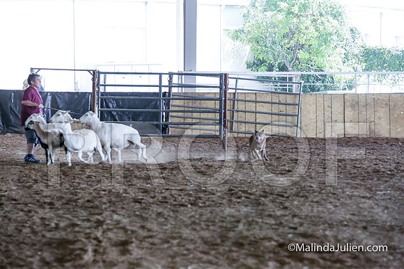 ACD #205s Thur Herding Sheep Wham Angelia Jennings-JJJ_5462-HR3