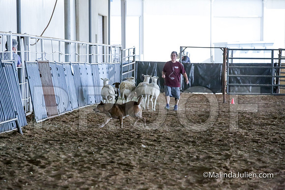 ACD #205s Thur Herding Sheep Wham Angelia Jennings-JJJ_5463-HR3