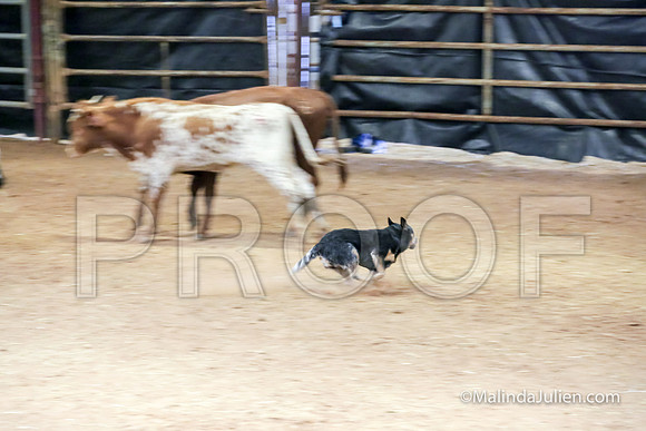 ACD #401C Thurs Herding Int Callie Lynn-JJJ_4493-HR3