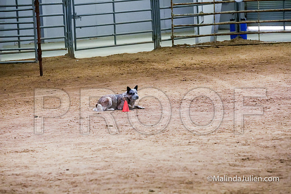 ACD #402C Thurs Herding Int Johnny Amanda-JJJ_4567-HR3