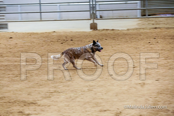 ACD #402C Thurs Herding Int Johnny Amanda-JJJ_4569-HR3
