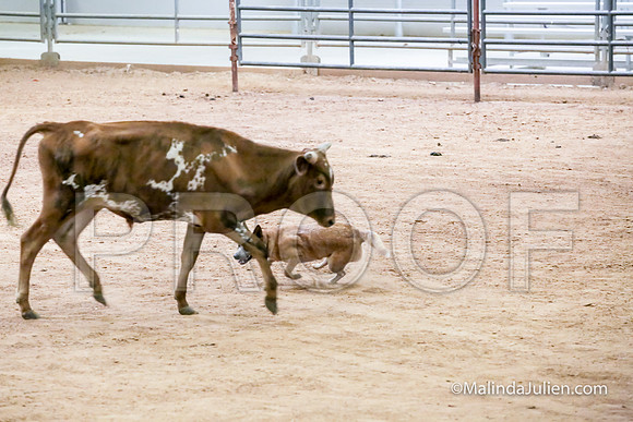 ACD #404C Thurs Herding Int Yippee Stacey-JJJ_4902-HR3