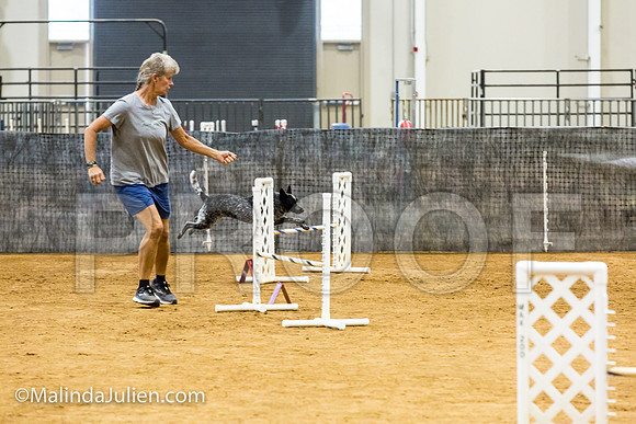 Agility JWW Exc 16 Sat Australian Cattle Dog Allie-JJJ_0653-ACDCA2018-HR3