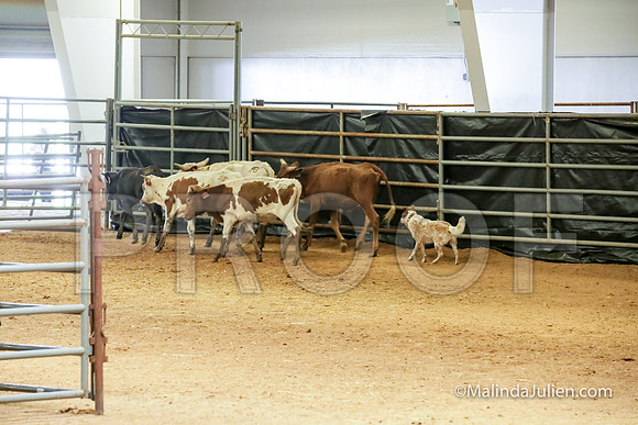 ACD #407C Thurs Herding Int Kuper Diane-JJJ_4962-HR3