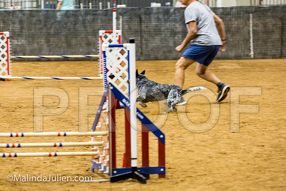 Agility JWW Prem 16 Sat Australian Cattle Dog Allie-JJJ_9022-ACDCA2018-HR3