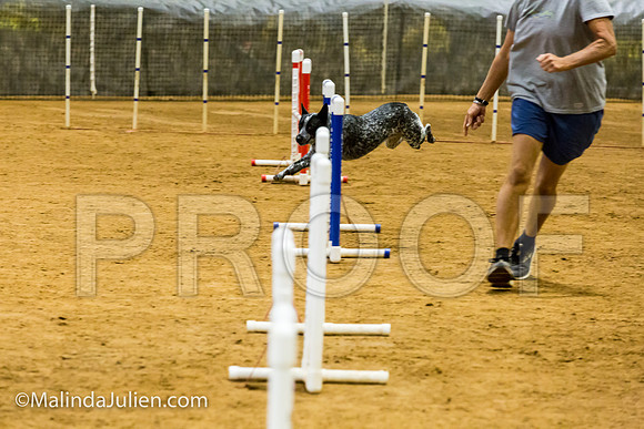 Agility JWW Prem 16 Sat Australian Cattle Dog Allie-JJJ_9027-ACDCA2018-HR3