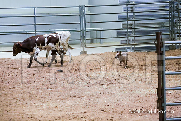 ACD #501C Thurs Herding Adv Cookie Debra-JJJ_4998-HR3