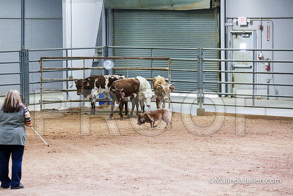 ACD #501C Thurs Herding Adv Cookie Debra-JJJ_5008-HR3