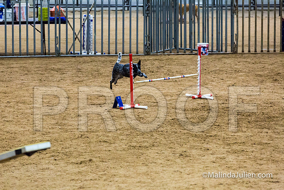 Agility STD Exc Sun 16 Australian Cattle Dog Allie-JJJ_6756-HR3