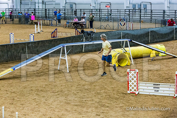 Agility STD Exc Sun 16 Australian Cattle Dog Allie-JJJ_6768-HR3